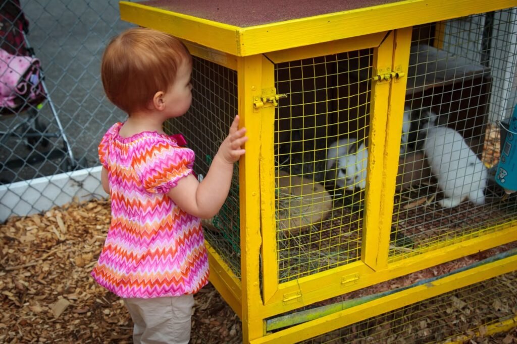 A toddler in a striped sweater stands next to a yellow rabbit hutch, watching small white rabbits inside.