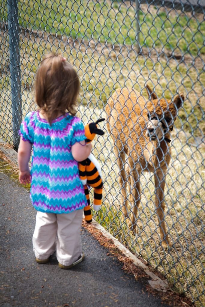 A toddler holding a stuffed tiger stands near a chain-link fence looking at a llama in an enclosure. The scene captures a day out at the zoo in the Pacific Northwest.