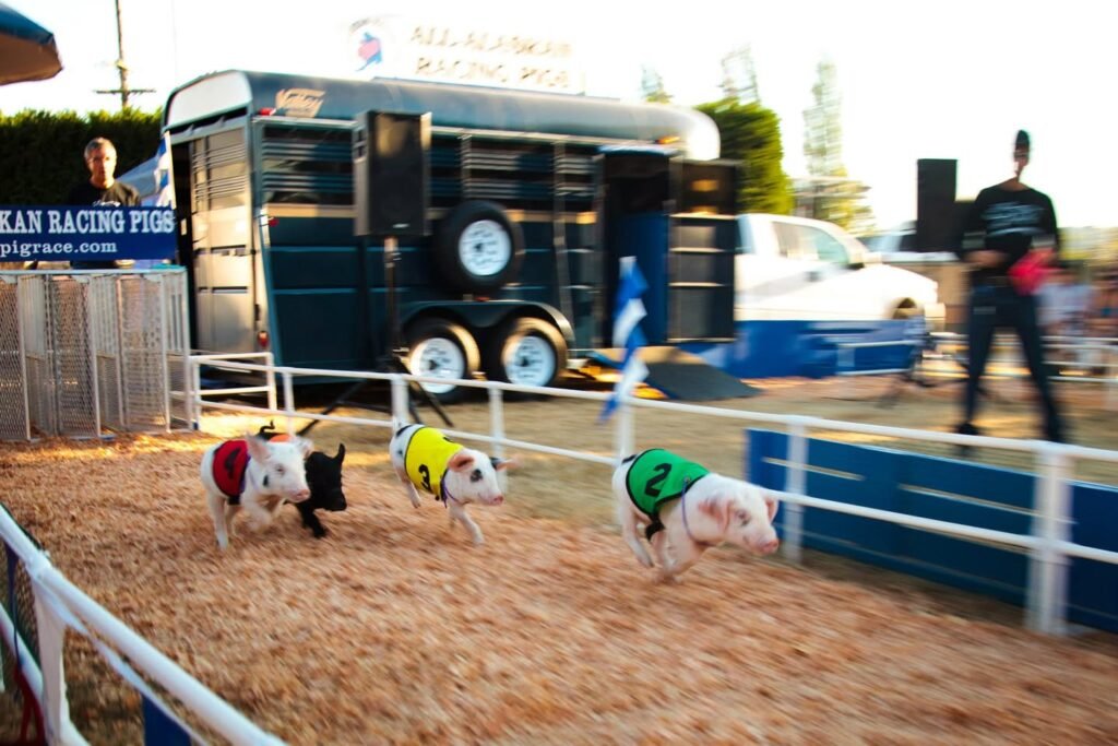 Three painted ponies race in a paddock.