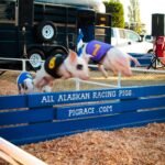 Races at the All Alaskan Racing Pigs track, with pigs wearing numbered harnesses on a wood chip surface.