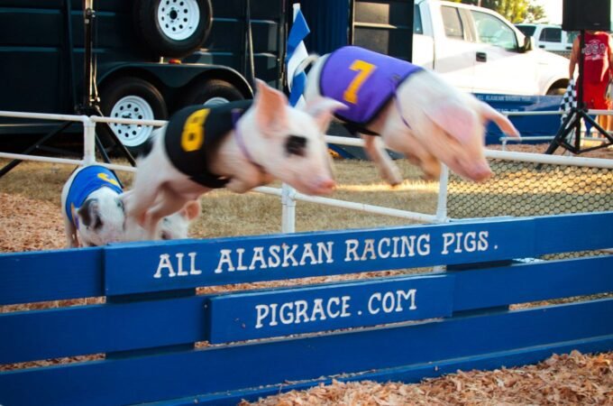 Races at the All Alaskan Racing Pigs track, with pigs wearing numbered harnesses on a wood chip surface.