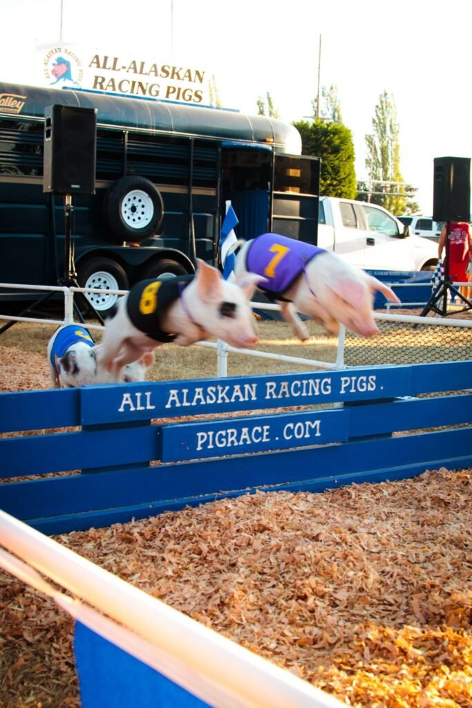 Races at the All Alaskan Racing Pigs track, with pigs wearing numbered harnesses on a wood chip surface.