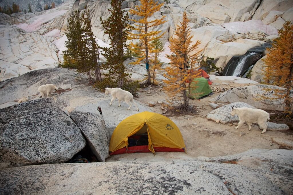 A yellow tent is set up on a rocky slope surrounded by golden larch trees and large boulders.