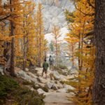 Hikers walk a rocky trail among golden larch trees in a mountain valley. The scene features vibrant autumn foliage and rugged terrain.