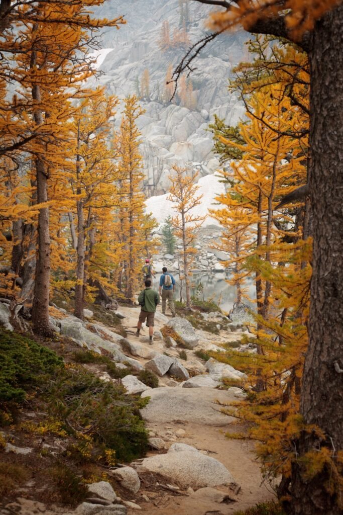 Hikers walk a rocky trail among golden larch trees in a mountain valley. The scene features vibrant autumn foliage and rugged terrain.