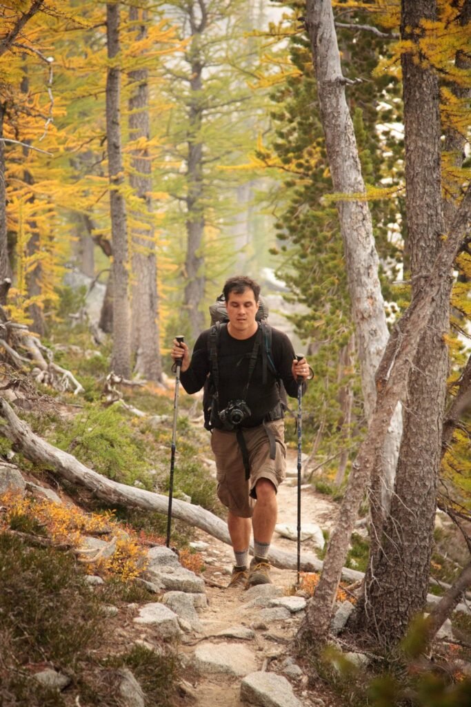 A hiker with poles walks on a rocky trail surrounded by yellow larch trees in the Pacific Northwest.