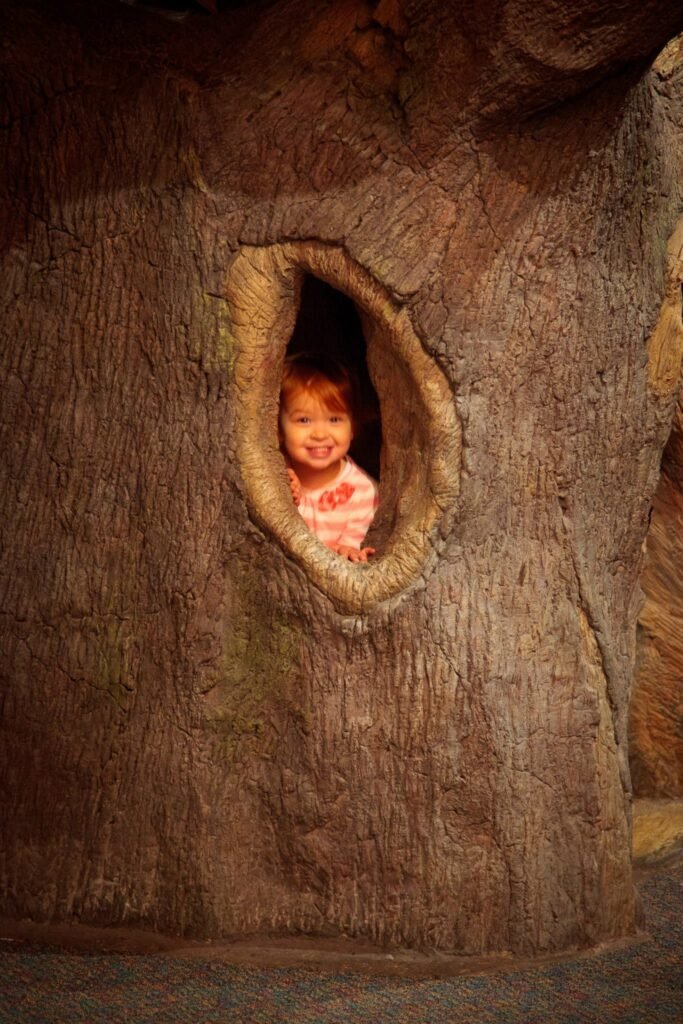 A smiling child explores a hollow cavity carved into the trunk of a large tree at an attraction. The image highlights textured bark and an interactive family travel experience.