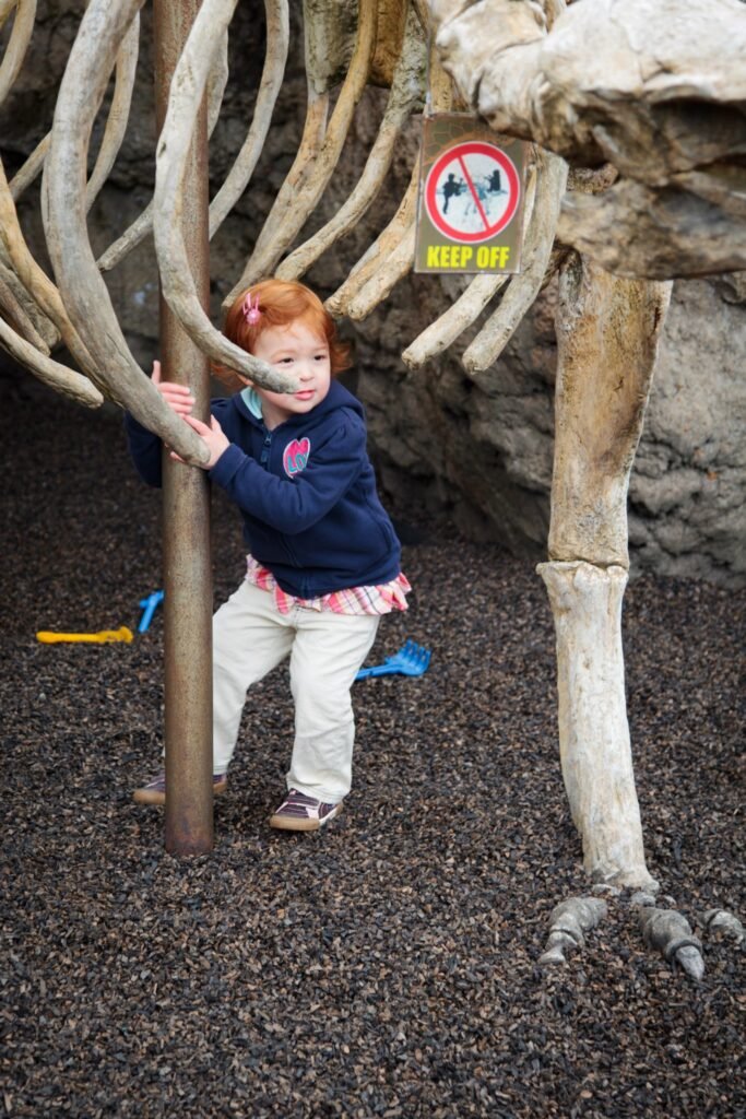 A child interacting with a dinosaur skeleton display at a museum.