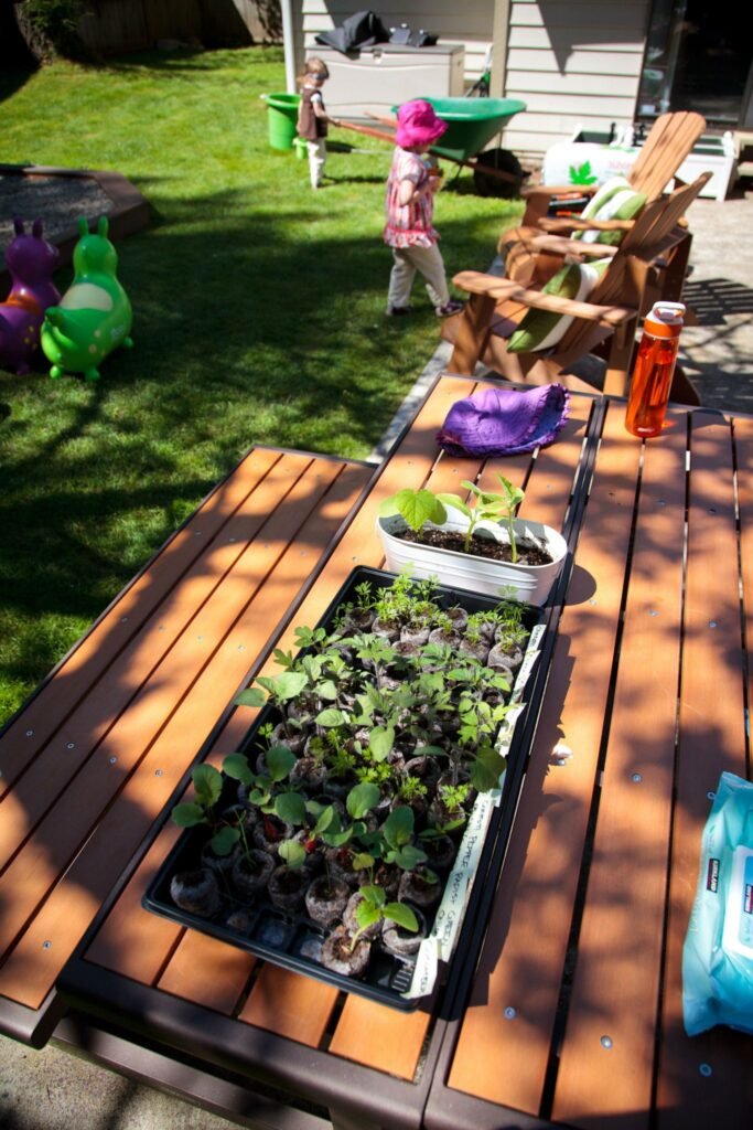 Trays of young strawberry plants ready for spring planting on a backyard table.