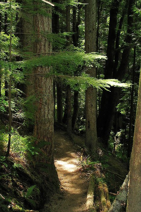 A serene forest path winds through tall evergreen trees, dappled with sunlight filtering through the canopy. The lush greenery and moss-covered ground evoke a peaceful, natural setting.