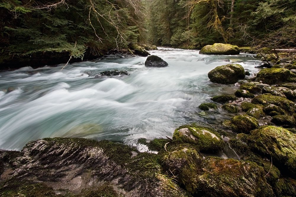 A serene forest stream flows over moss-covered rocks in the Pacific Northwest.