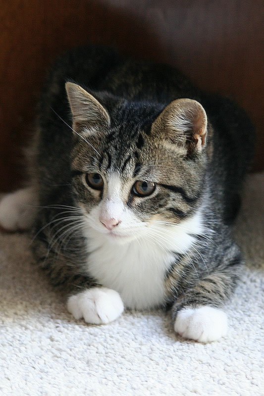 A tabby cat with a white chest and paws is sitting on a beige carpet.