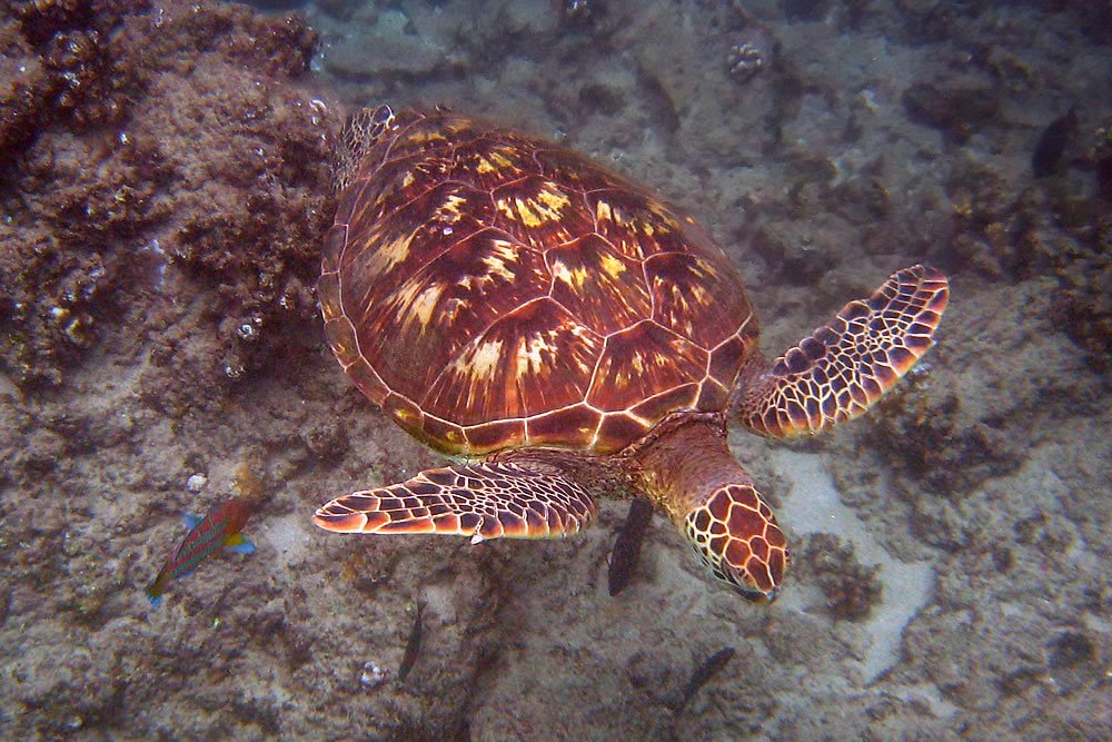 A sea turtle swims gracefully over a rocky ocean floor. Its shell is beautifully patterned with shades of brown and yellow. The turtle's flippers are visible as it navigates through the water.