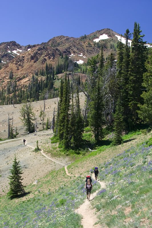Hiking Along a Mountain Trail with Pine Trees and Snowy Peaks in Background