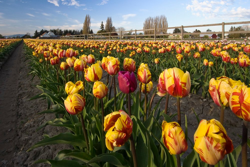 Vibrant Tulip Field in Washington