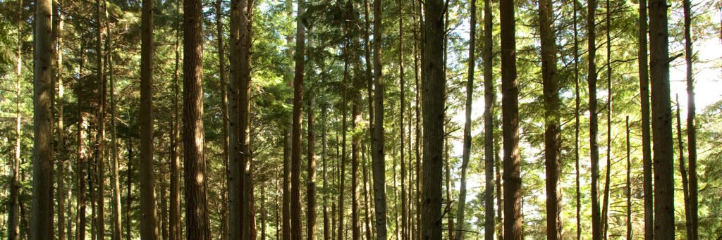 A serene forest scene featuring tall trees with sunlight filtering through their dense green foliage.