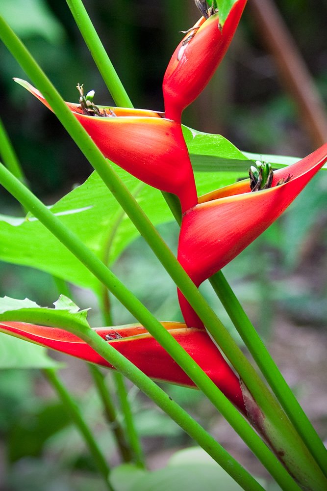 Vibrant red heliconia bushes with long green leaves from John and Kristie's Pacific Northwest garden.