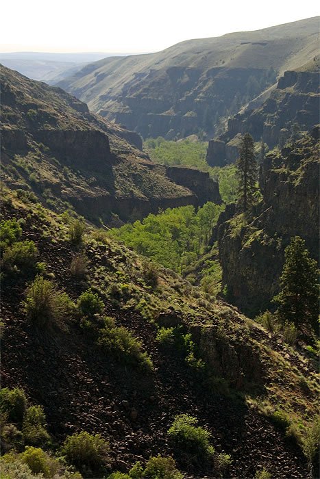 A breathtaking view of a rugged canyon in the Pacific Northwest, showcasing steep cliffs and lush greenery.
