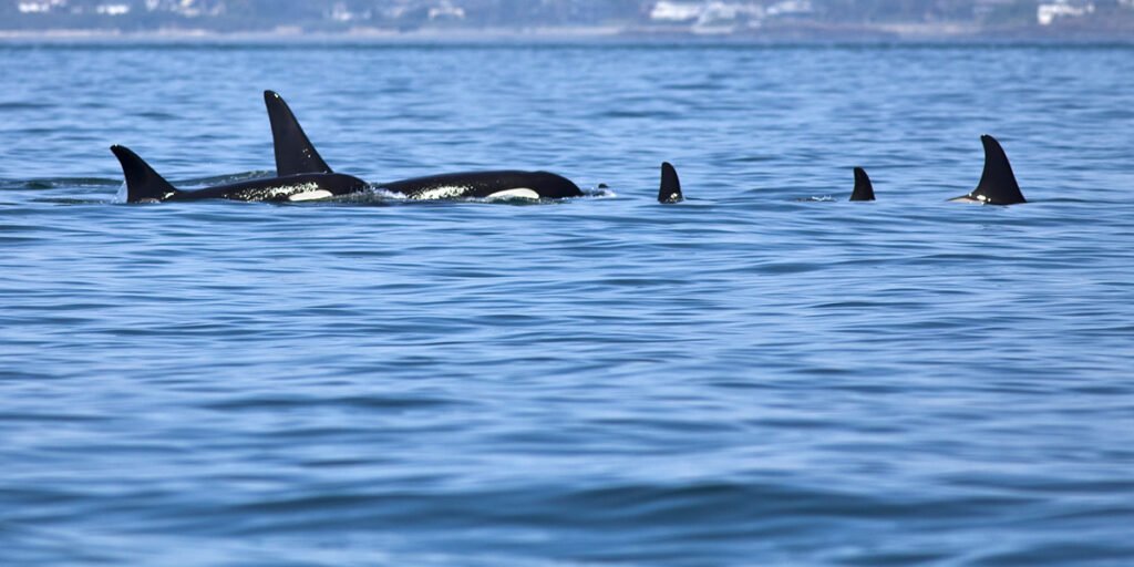 A group of orca whales swimming gracefully in the blue Pacific Ocean, showcasing their majestic dorsal fins above the waterline.