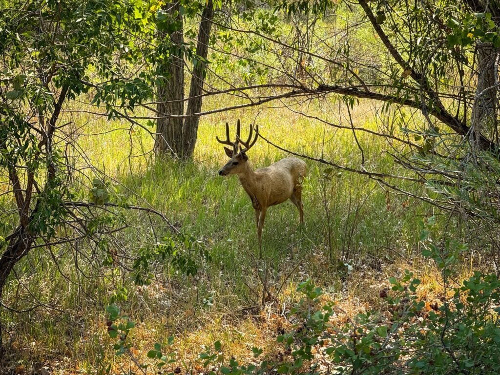 A whitetail deer stands alert in a sunlit, overgrown field with tall grass and branches in the foreground.
