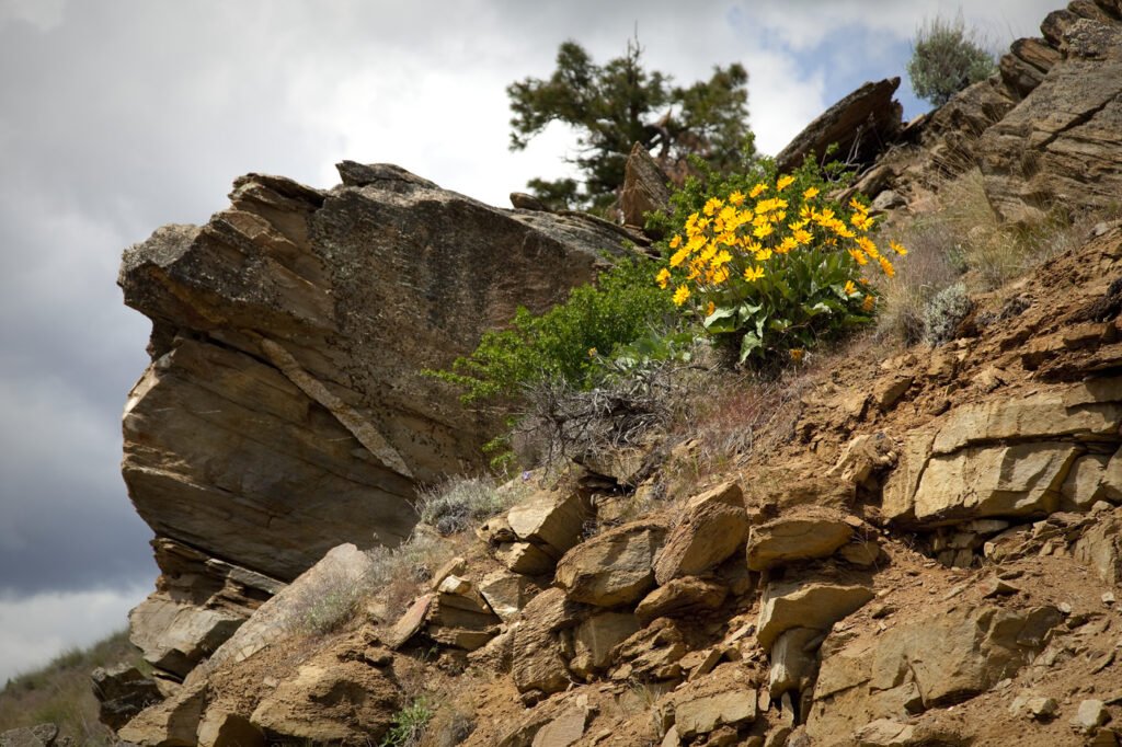 Bright yellow wildflowers bloom amidst rugged rocks under a cloudy sky.