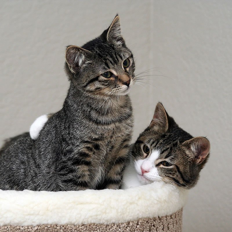 Two curious tabby kittens peeking over the edge of a soft, cozy cat bed.