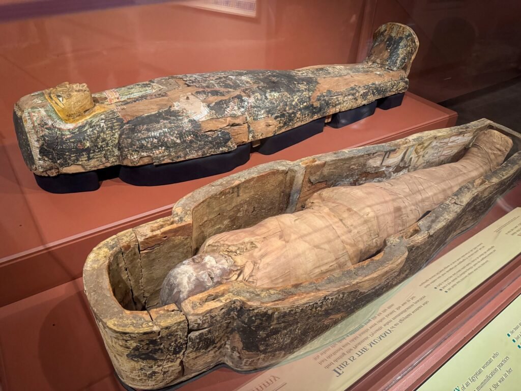 A well-preserved mummy displayed in an open sarcophagus within a museum exhibit
