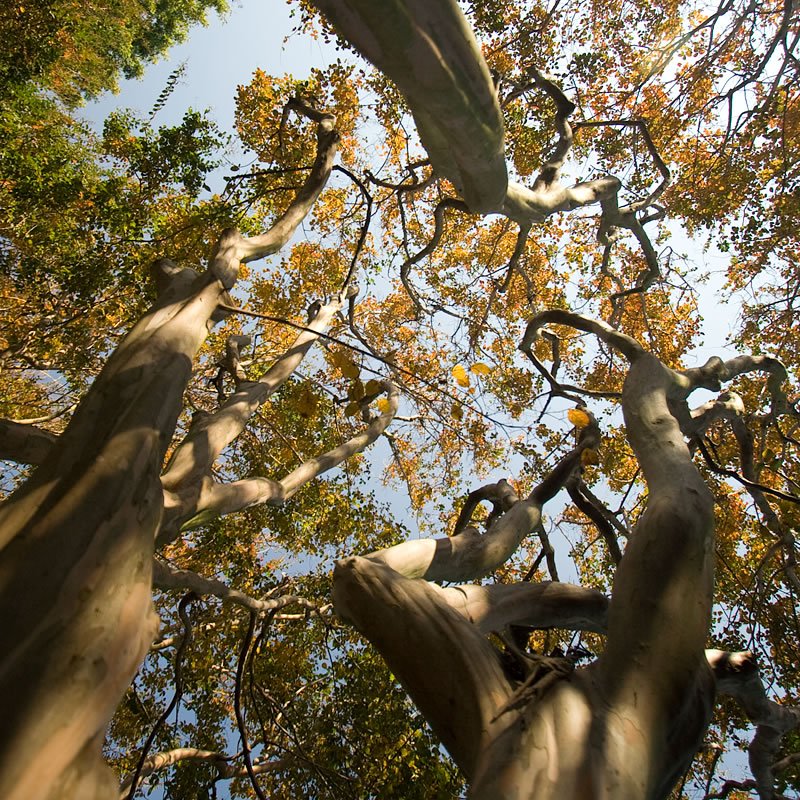 A unique perspective looking up at the intricate branches of an ancient tree against a clear blue sky.