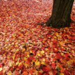 Harvard Square A carpet of red, orange, and yellow autumn leaves covers the ground around a tree trunk, creating a picturesque fall scene in the Pacific Northwest.