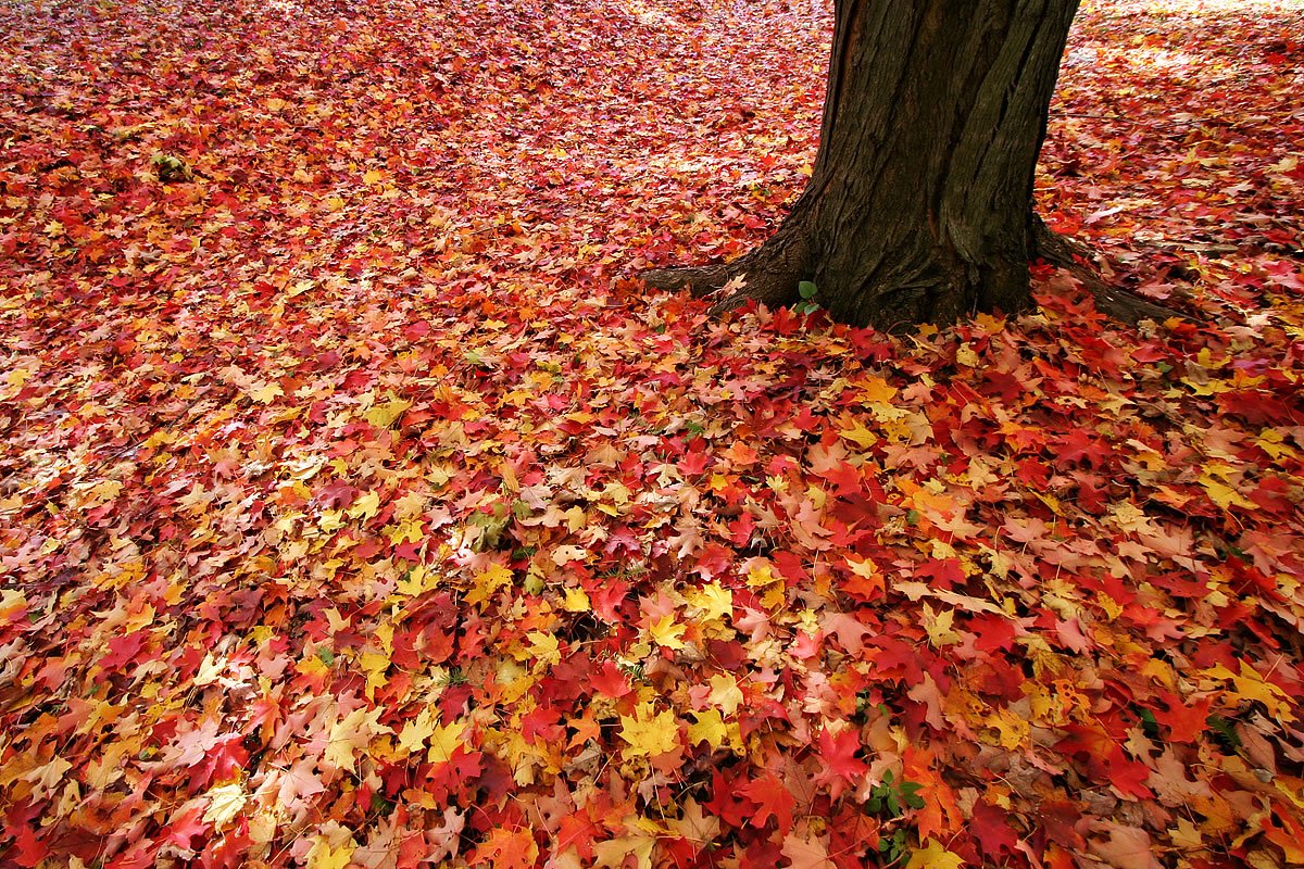 Mount Auburn Cemetery A carpet of red, orange, and yellow autumn leaves covers the ground around a tree trunk, creating a picturesque fall scene in the Pacific Northwest.