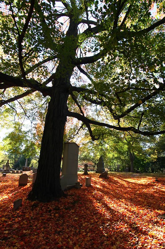 A serene autumn scene with a large tree casting shadows on a ground covered in orange leaves, surrounded by gravestones.