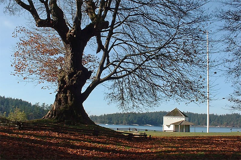 A picturesque autumn scene featuring a large, bare tree with hints of orange leaves. The ground is covered in fallen leaves, enhancing the seasonal beauty.