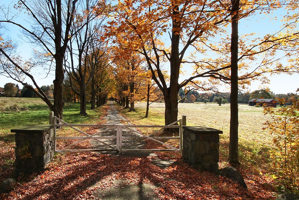 A scenic pathway lined with trees shedding orange leaves in fall, under a clear blue sky.