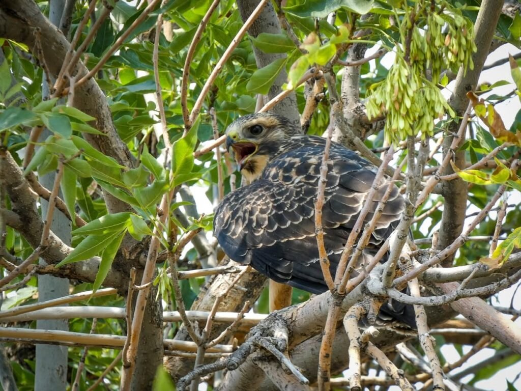 A baby bird with mottled feathers sits in a nest among branches. Its mouth is wide open, revealing a glimpse of its tongue.