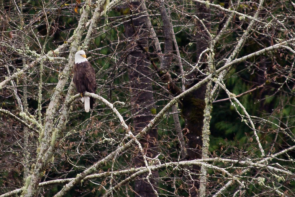Two bald eagles perched on tree branches. The setting is a dense forest with bare trees.