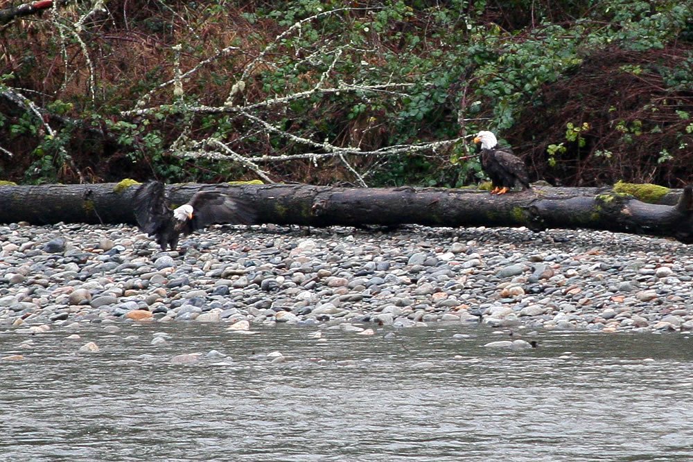 Two bald eagles perched on a log by a rocky riverbank in the Pacific Northwest.