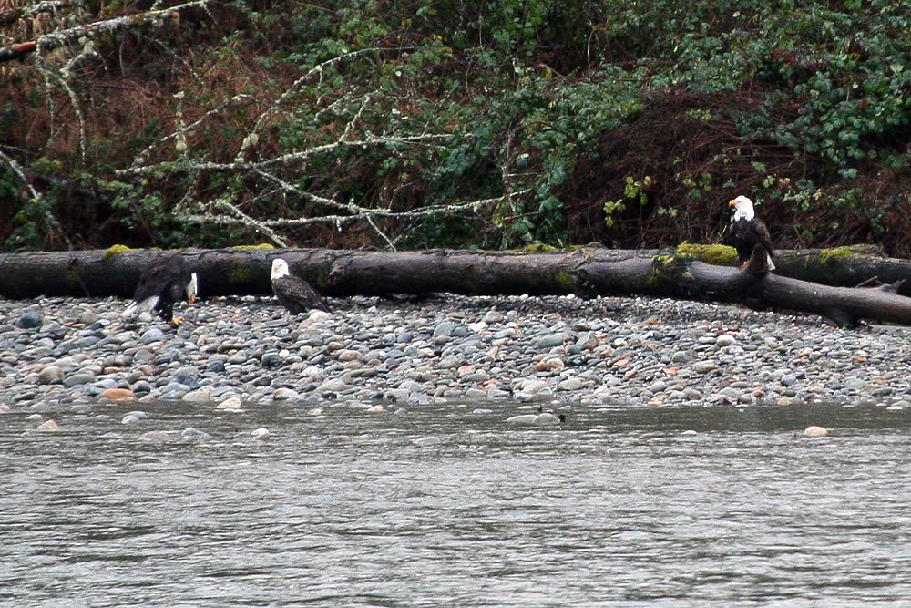Two bald eagles are perched on logs along a rocky riverbank with lush greenery in the background.