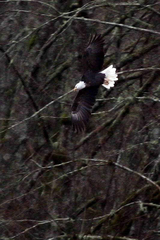 A majestic bald eagle in flight against a backdrop of leafless tree branches.