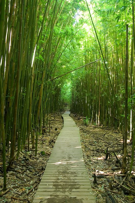A serene wooden walkway meanders through a dense, vibrant bamboo forest with sunlight filtering through the tall green stalks.