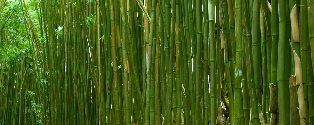 A dense forest of tall, green bamboo stalks stretching vertically, creating a natural canopy.