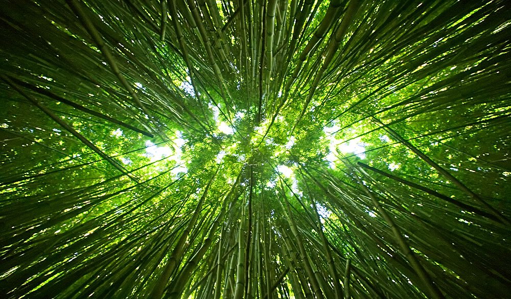 A stunning upward perspective of a green bamboo forest with sunlight filtering through dense stalks and leaves.