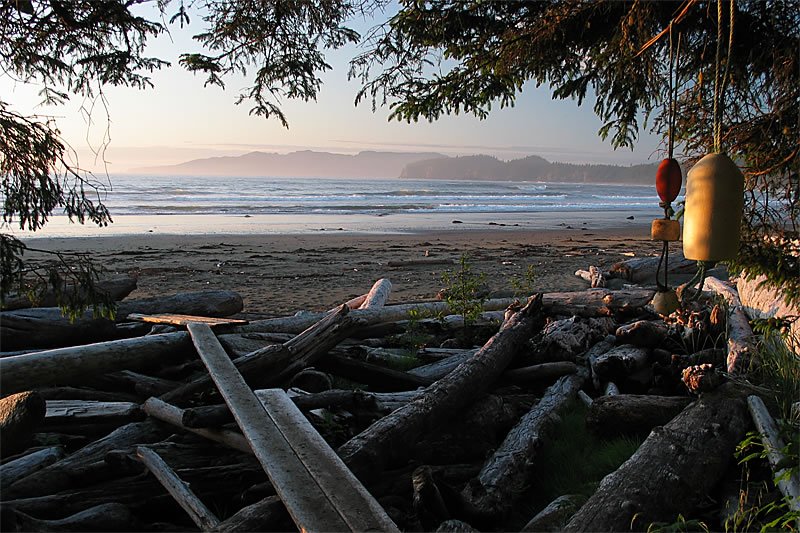 A serene beach scene filled with driftwood, framed by tree branches, overlooking the calm ocean and distant mountains.