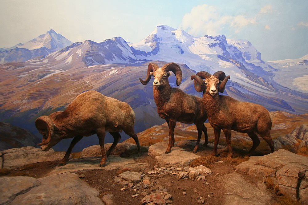 A group of bighorn sheep standing on rocky terrain with majestic snow-covered mountains in the background.