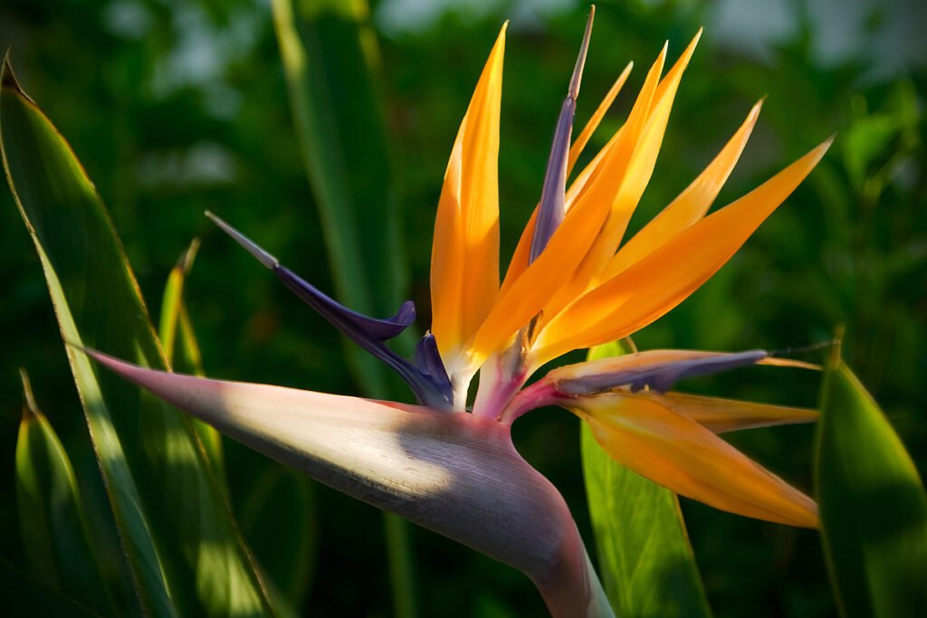 A stunning close-up of a bright orange bird of paradise flower with lush green foliage in the background.