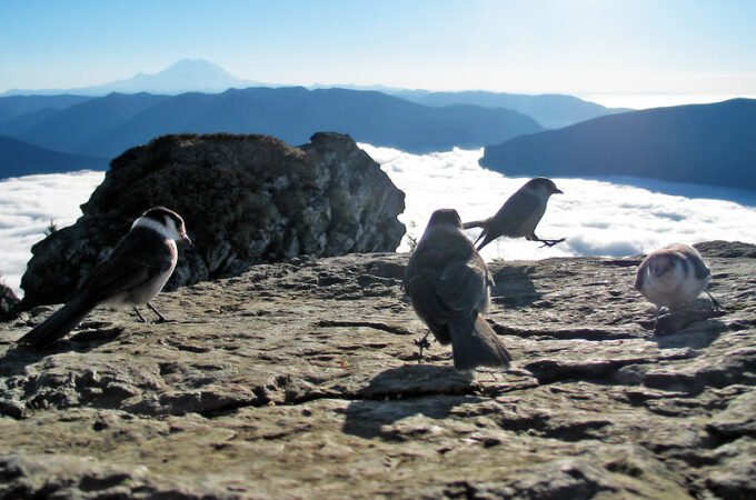 A group of birds sitting on rocks with mountains and clouds in the background. The birds appear to be resting or observing their surroundings.