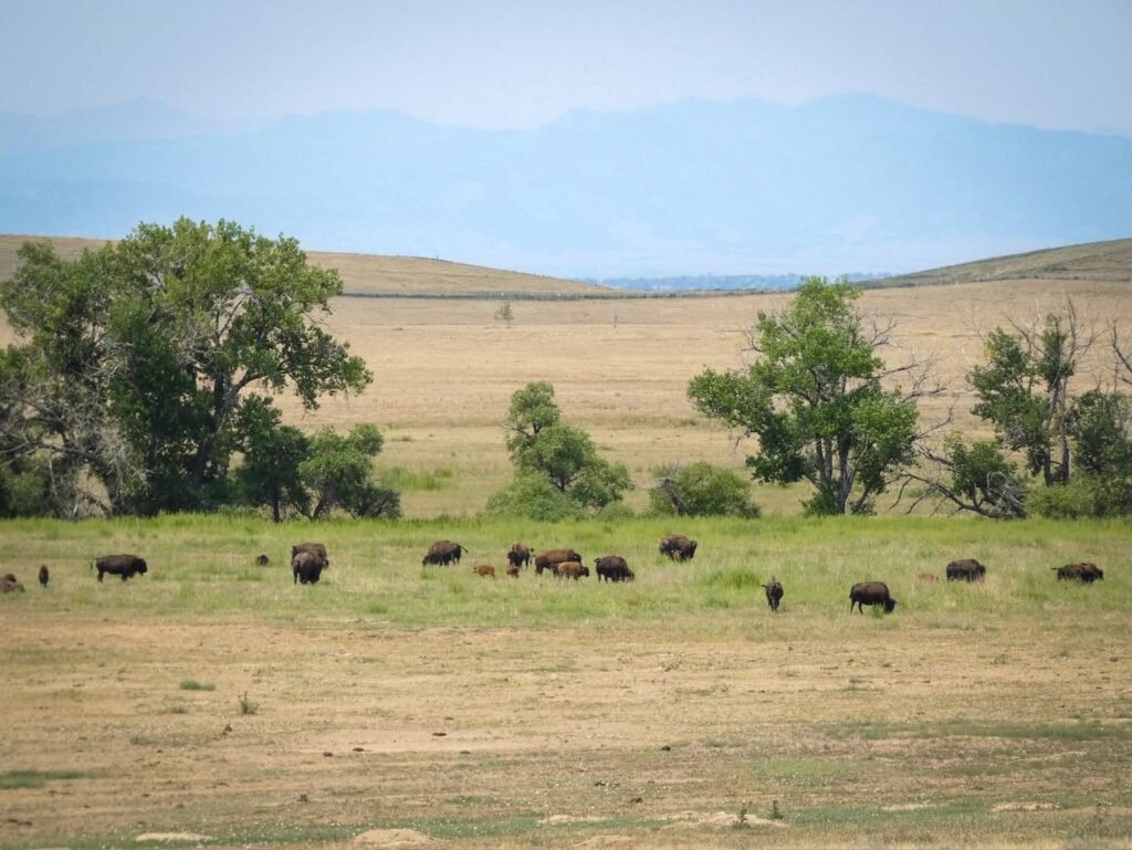 A herd of bison is spread across a vast grassy field, scattered between trees and under an expansive sky. The terrain stretches outward toward softly outlined distant mountains.