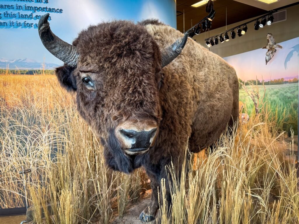 A large bison with impressive horns stands amidst tall, golden grass in a museum exhibit. The scene captures the majestic presence of this iconic North American animal.