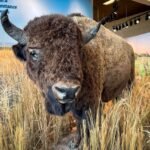 A large bison with impressive horns stands amidst tall, golden grass in a museum exhibit. The scene captures the majestic presence of this iconic North American animal.