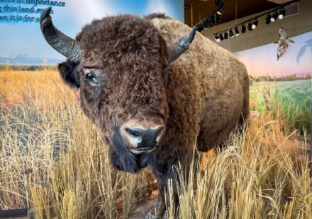Rocky Mountain Arsenal National Wildlife Refuge A large bison with impressive horns stands amidst tall, golden grass in a museum exhibit. The scene captures the majestic presence of this iconic North American animal.