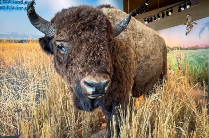 A large bison with impressive horns stands amidst tall, golden grass in a museum exhibit. The scene captures the majestic presence of this iconic North American animal.